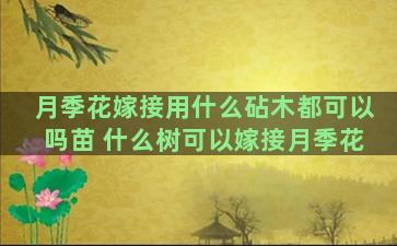 月季花嫁接用什么砧木都可以吗苗 什么树可以嫁接月季花